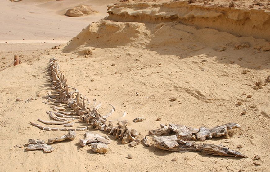 Day Tour to Al Faiyum from Cairo