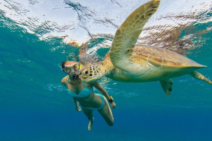 Snorkeling Day Tour in El Gouna