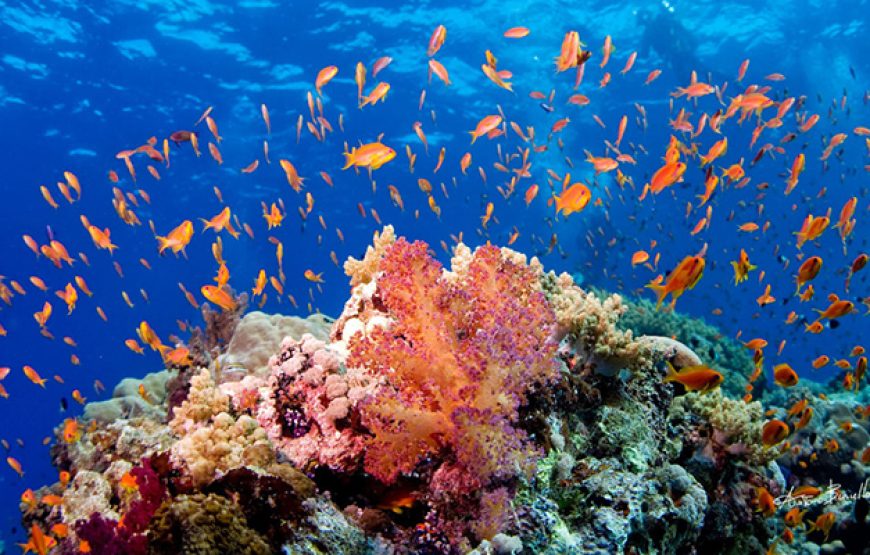 Scuba Diving in Nuweiba