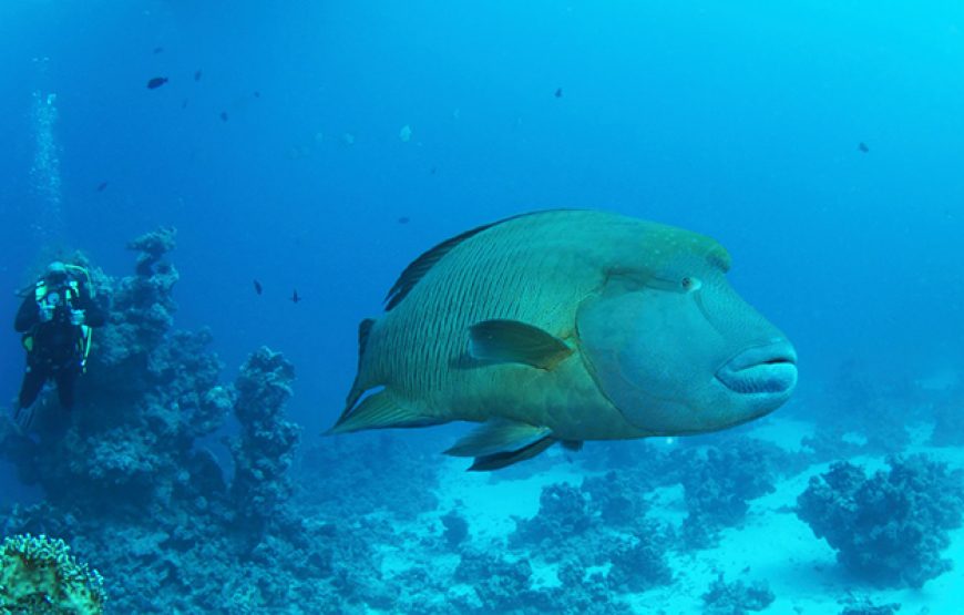 Scuba Diving in Nuweiba